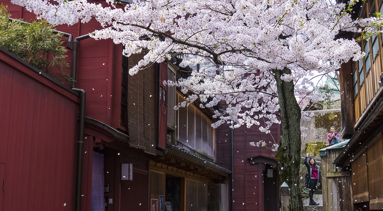 桜